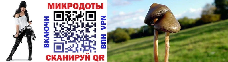 Галлюциногенные грибы Psilocybe  Купить закладки  Бакал 